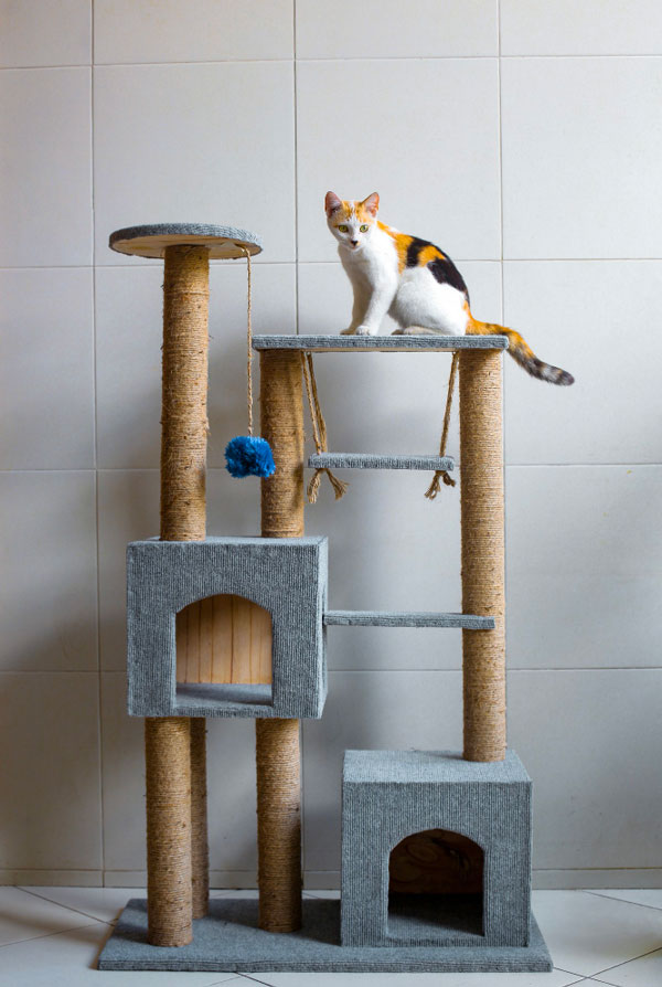 Arbre à chats développement autonome du chat hyper attachement