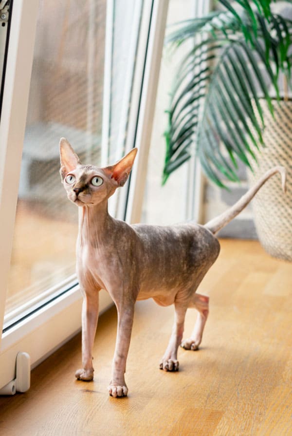 Avoir une attention particulière aux fenetres et aux chats