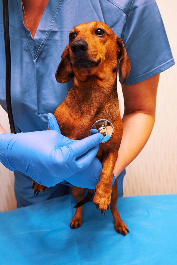 Chien chez le vétérinaire pica