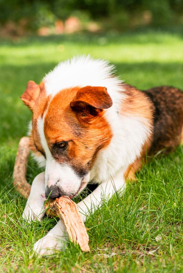 Chien qui mange un bois pica