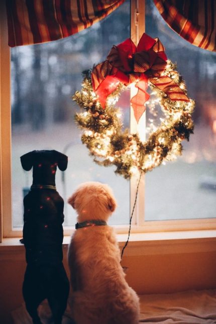 deux-chiens-qui-regardent-par-la-fenetre-a-noel