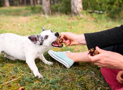 Chien qui mange des pommes de pin pica