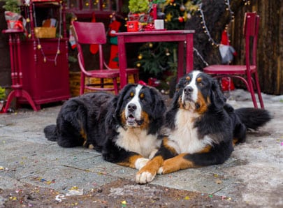 Chien aux marchés de noel