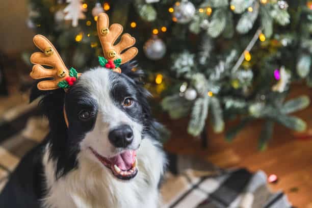 Chien heureux devant un sapin de noel