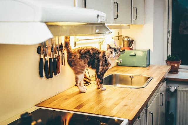 un-chat-sur-le-plan-de-travail-d-une-cuisine
