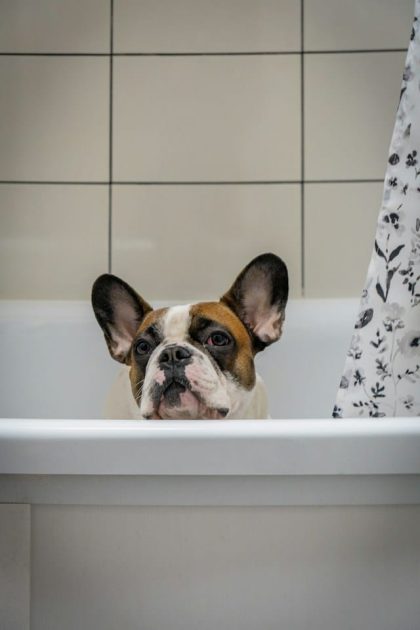 un-chien-assis-dans-une-baignoire-de-salle-de-bain