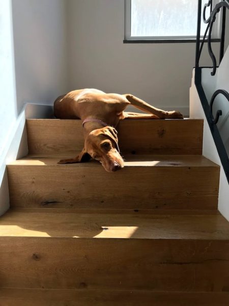 un-chien-couché-dans-des-escaliers
