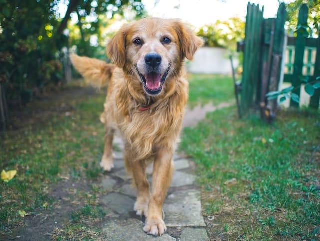 un-chien-dehors-qui-a-l-air-heureux