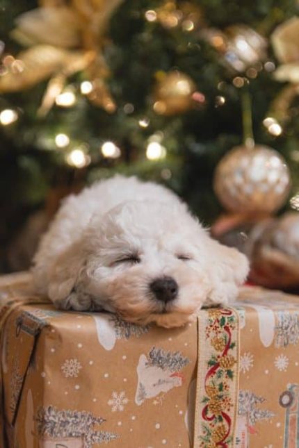 un-chien-dort-sur-un-cadeau-de-noel