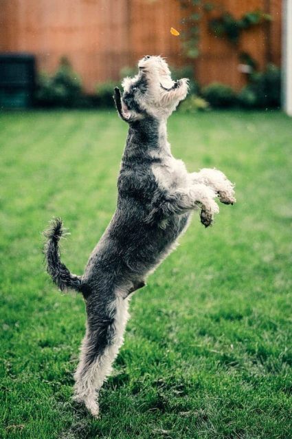 un-chien-saute-pour-manger-des-croquettes