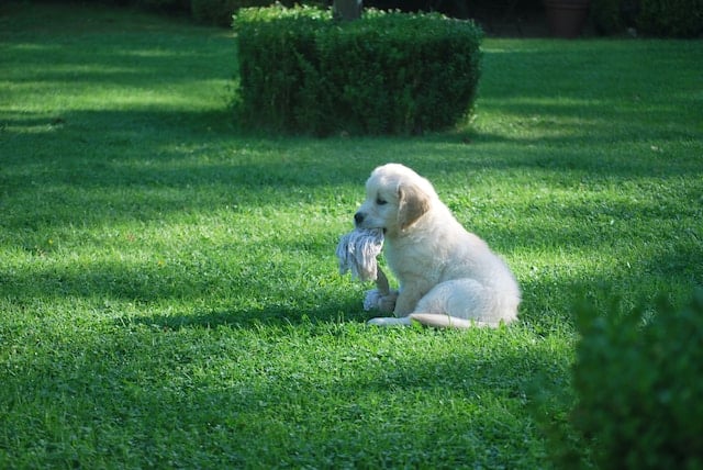 un-chiot-joue-dans-le-jardin