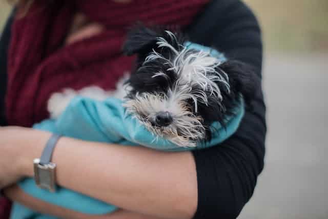 une-femme-tient-un-chien-enroulé-dans-une-couverture-dans-ses-bras