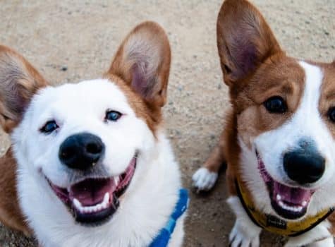 deux-chiens-qui-ont-l-air-heureux