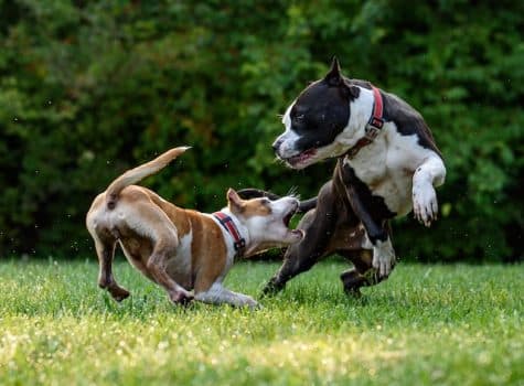 deux-chiens-se-battent-avec-agressivité