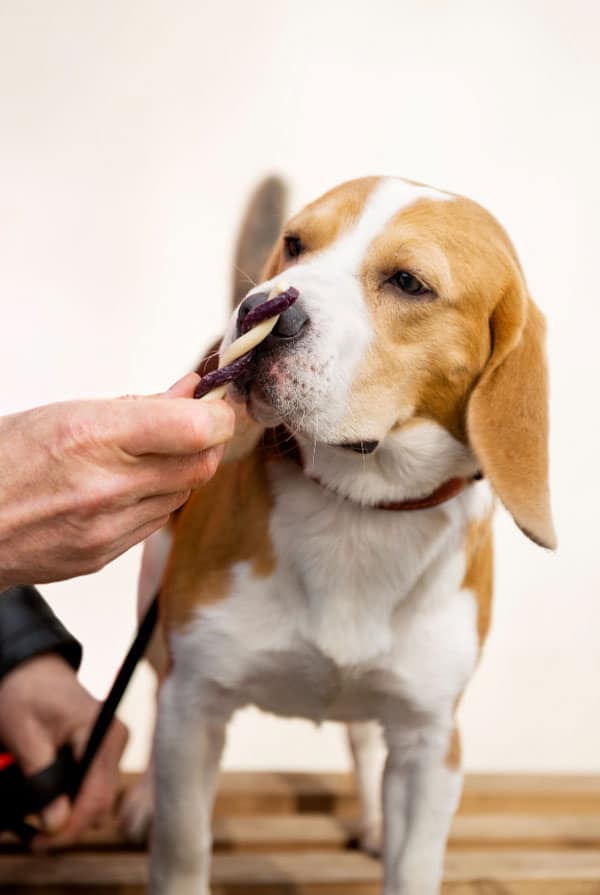 Prendre soin de son chien beagle