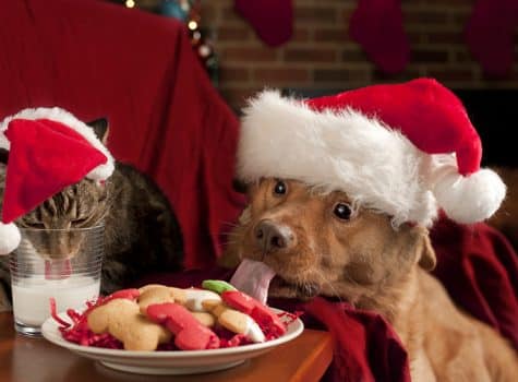 Nourriture pour le repas de noel d'un chien