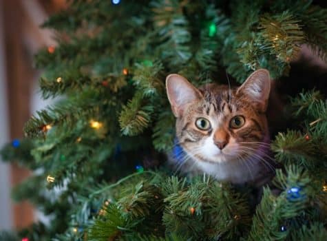 un-chat-perché-dans-un-sapin