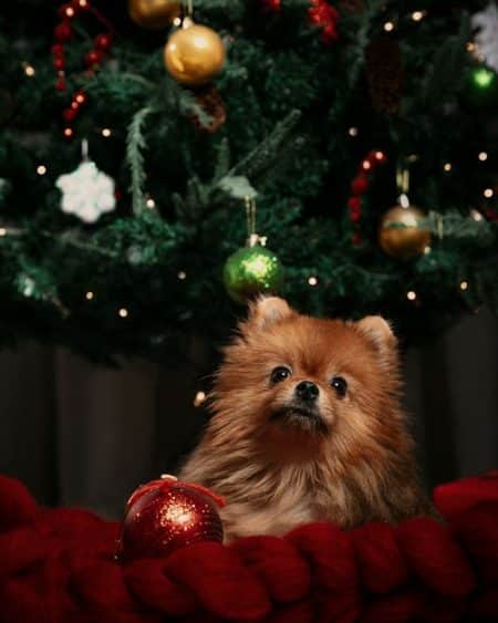 un-chien-couché-au-pied-d-un-sapin-de-noel