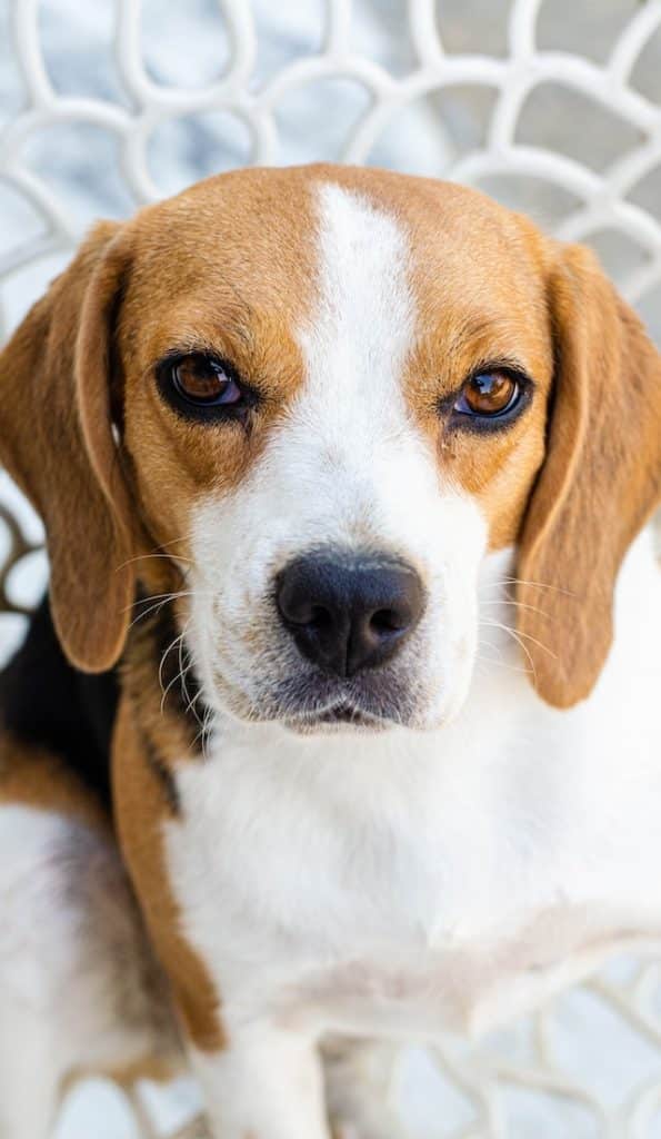 un-chien-de-race-Beagle