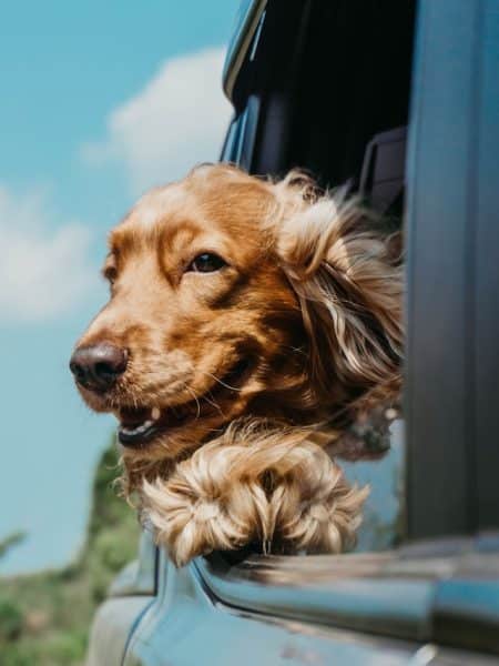 un-chien-heureux-par-la-fenetre-d-une-voiture