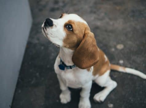 un-chiot-Beagle-assis