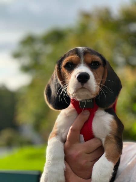 un-chiot-de-race-Beagle-porté-par-un-humain