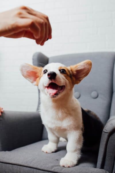 un-chiot-qui-recoit-une-gourmandise