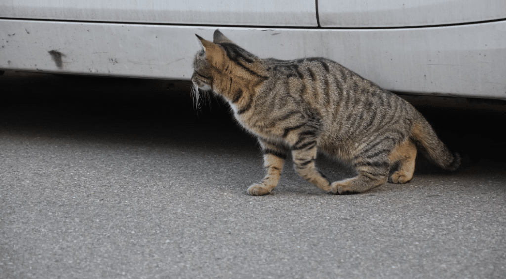 chat caché sous une voiture pendant l'hiver