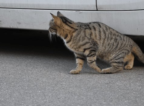 Chat caché sous une voiture pendant l'hiver