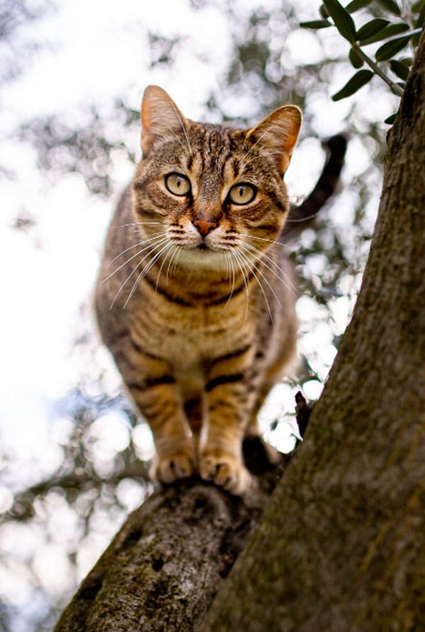 Chat de race serval ressemblance avec le savannah