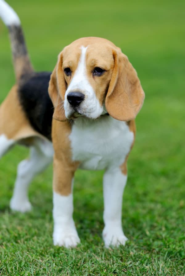 Chien de race beagle ses caractéristiques