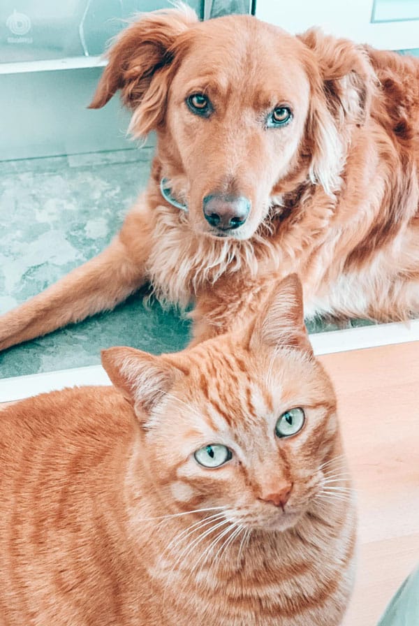 Chien et chat qui réagissent à leurs noms