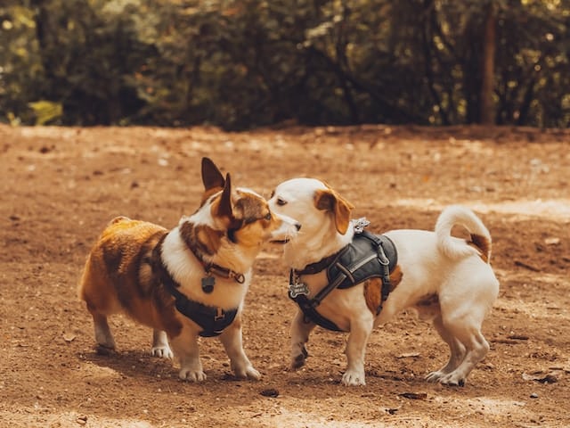 deux-chiens-font-connaissance-et-sociabilisent