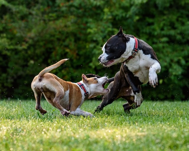 deux-chiens-se-battent-avec-agressivité