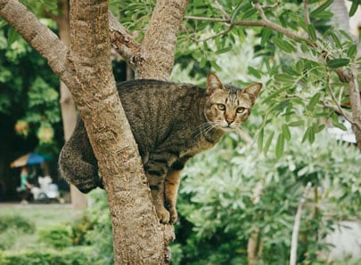 Chat savannah sur un arbre