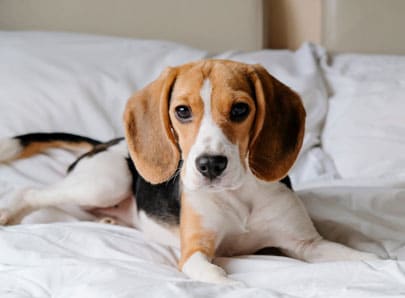 Chien de race beagle