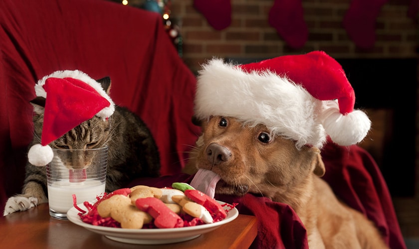 Nourriture pour le repas de noel d'un chien