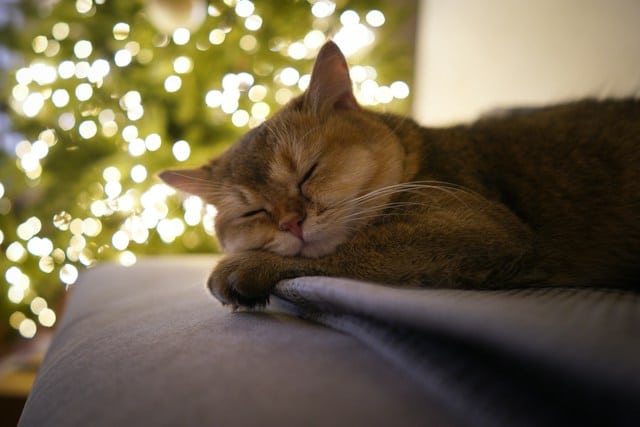 un-chat-dort-paisiblement-pendant-les-fetes-de-fin-d-année