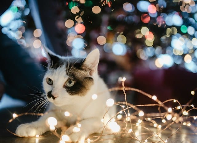 un-chat-est-couché-dans-une-guirlande-lumineuse