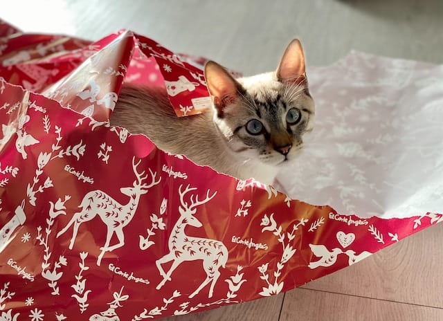 un-chat-joue-dans-un-emballage-papier-cadeau