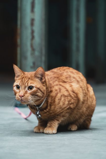 un-chat-qui-chasse-comme-un-prédateur