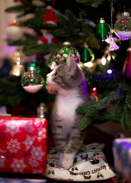 un-chaton-curieux-observe-des-décorations-de-noel