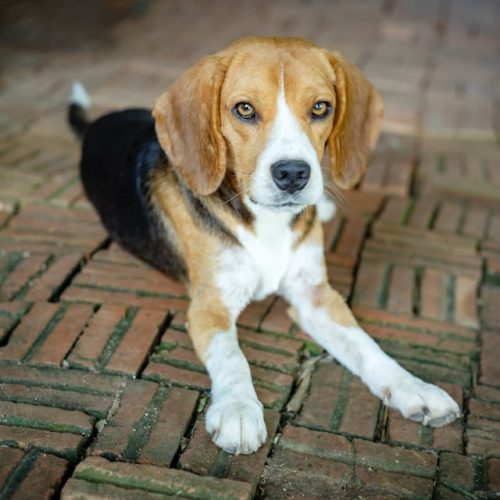 un-chien-Beagle-assis