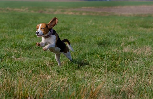 un-chien-Beagle-qui-court-et-se-dépense-dehors