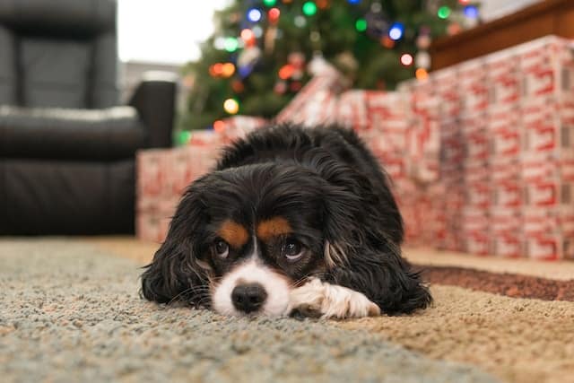 un-chien-cavalier-king-charles-couché-par-terre