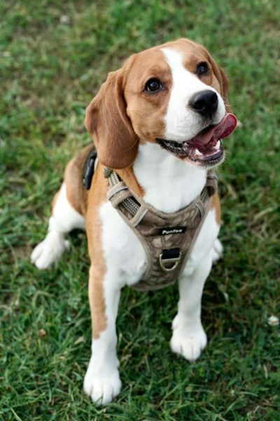 un-chien-de-race-Beagle-qui-se-lèche-les-babines