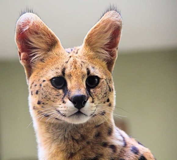 un-félin-sauvage-serval