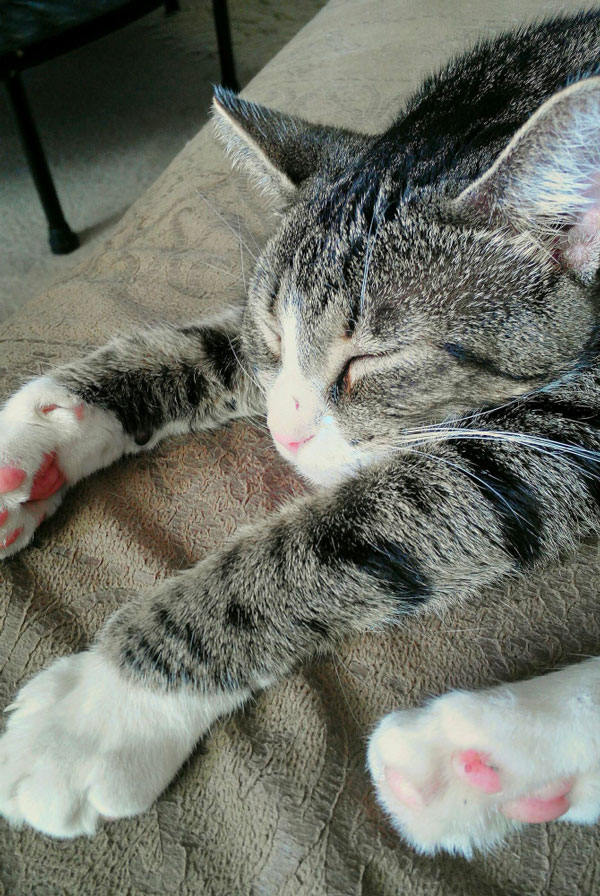 Chat qui dort patoune