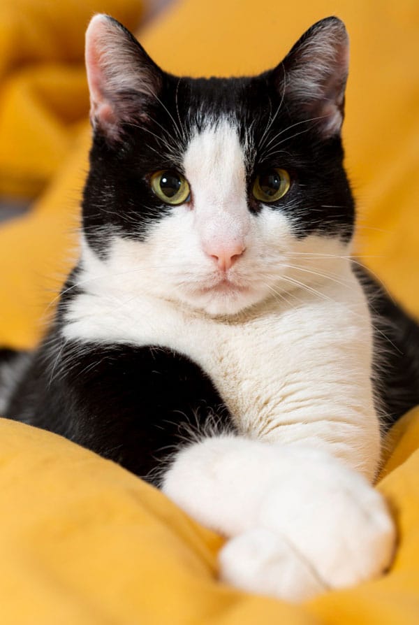 Chat qui ne patoune pas