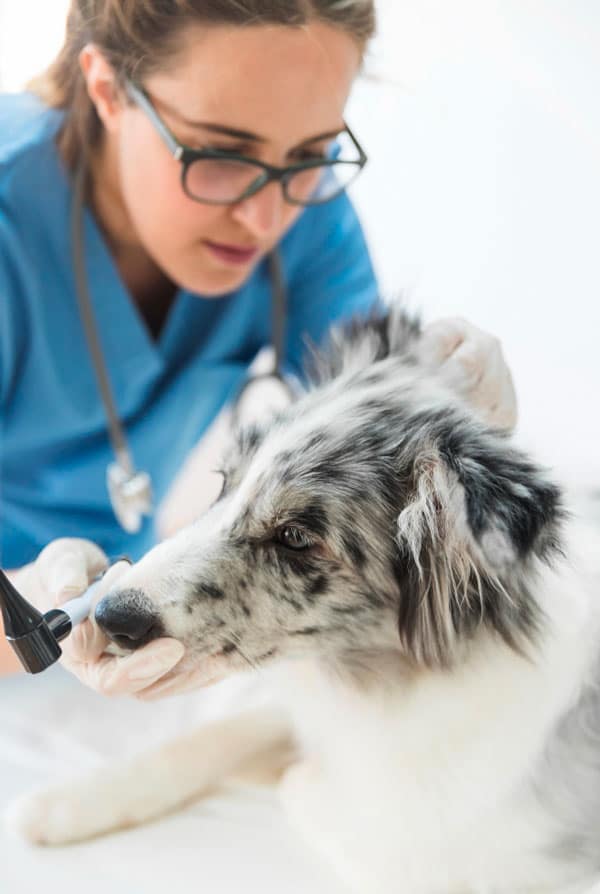 Chien agé au vétérinaire soins dépression